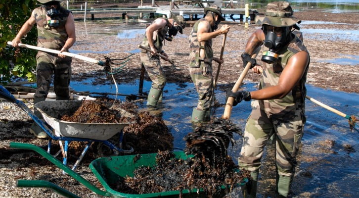 Invasion Des Sargasses The Ocean Cleaner France