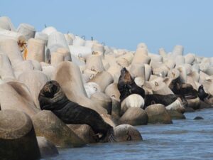 Tetrapods 2