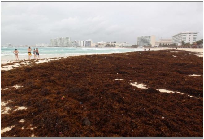Le Miracle De La Mer Des Sargasses La scientifique de l’UNAM casse les mythes sur les sargasses – The