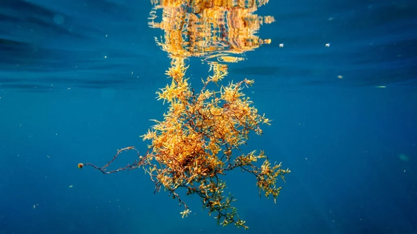 Sargasso_870 the-ocean-cleaner-recyclage-fertilisants